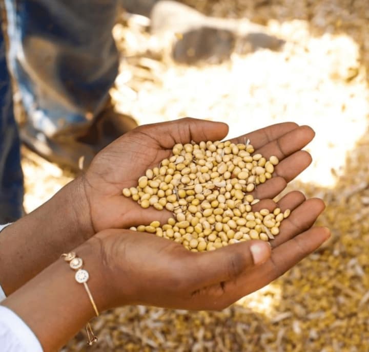 Soybean